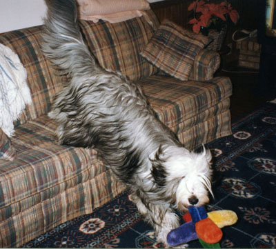 Baillie at 10 months old jumping off the sofa with a toy in house month.